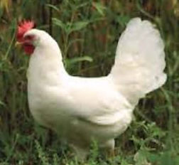 white leg horns.jpg