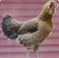 easter eggers.jpg
