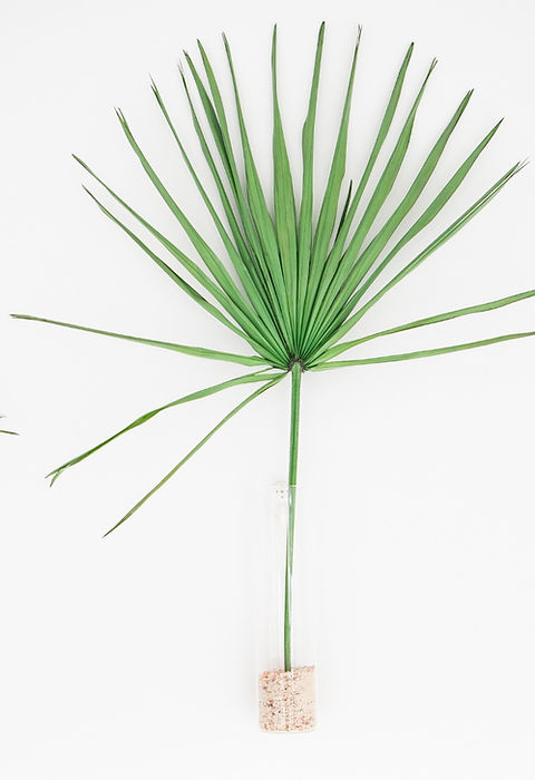ThePalmSalon_Brand-8630_edited.jpg