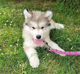 una chiot.jpg