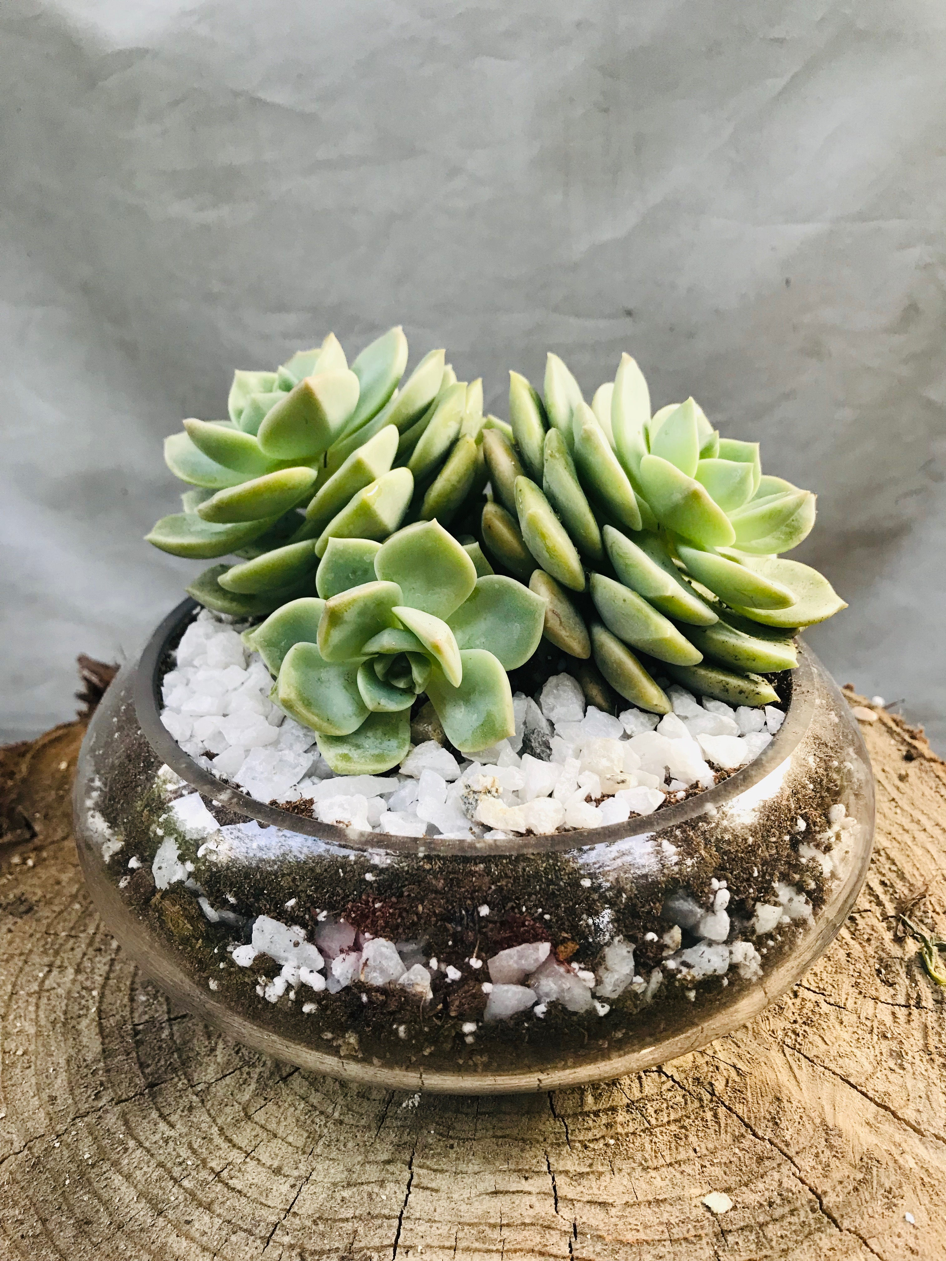 Arreglo de suculentas "Rosas"