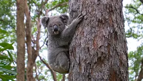 Animais da Oceania: 7 Espécies que você só vai ver se visitar o continente