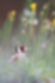 ©HUBA., Bird, Juli, Niederösterreich, Outdoor, Sommer, Stieglitz, Vogel, Wildlife,,2025.jp