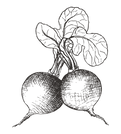 Raddish_edited.png