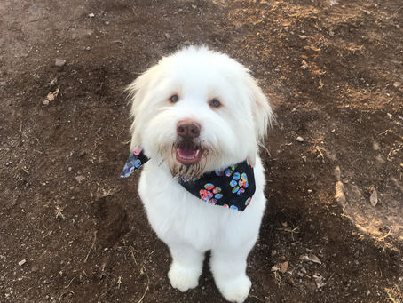 I Have a Therapy Dog. Sort Of.