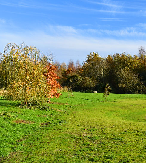 woodland.jpg