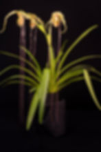 Phrag Majestic Tresses 'Margherita Inessa' 