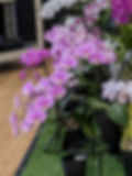 Phal Taisuco Anna
