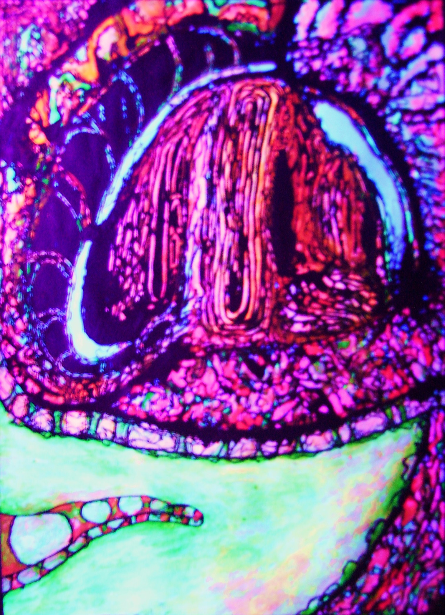Neon Salamander