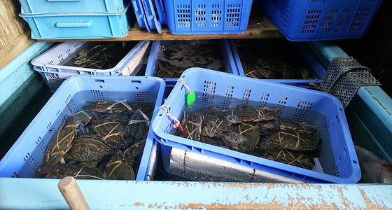 店舗用 活魚水槽 生簀は 次世代浄化システムのhonumi四国 むしゅびす へ 店舗用 活魚水槽 生簀は 次世代浄化システムのhonumi四国 むしゅびす へ