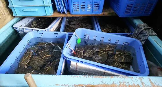 店舗用 活魚水槽 生簀は 次世代浄化システムのhonumi四国 むしゅびす へ