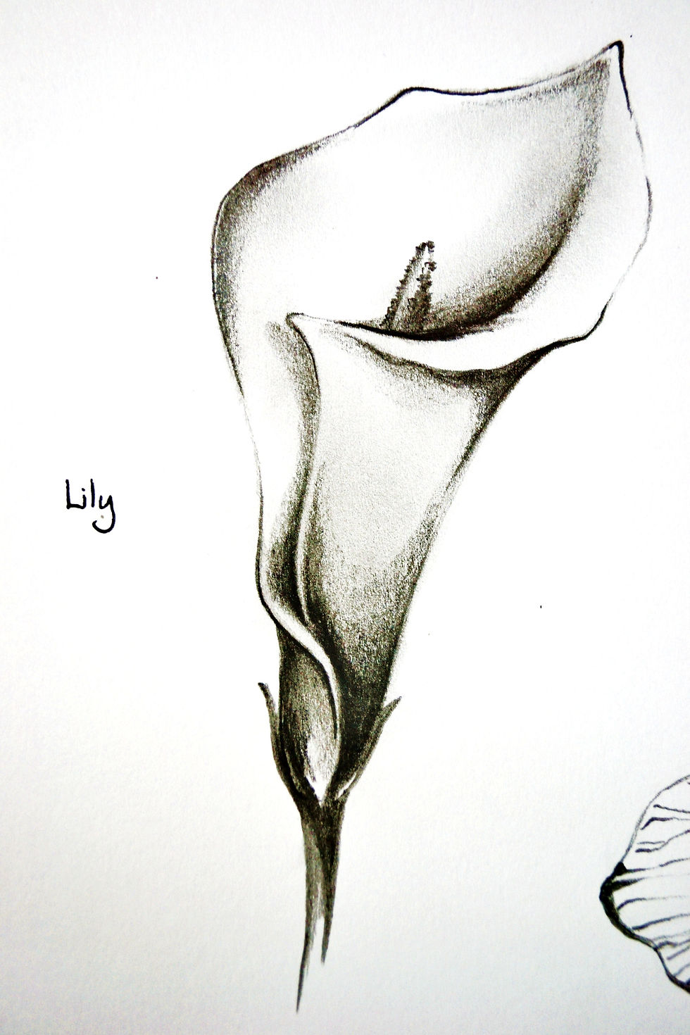 Lily Flower