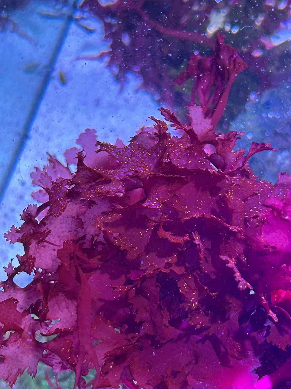 Thumbnail: Augophyllum Wysorii (Red Galaxy Macro)