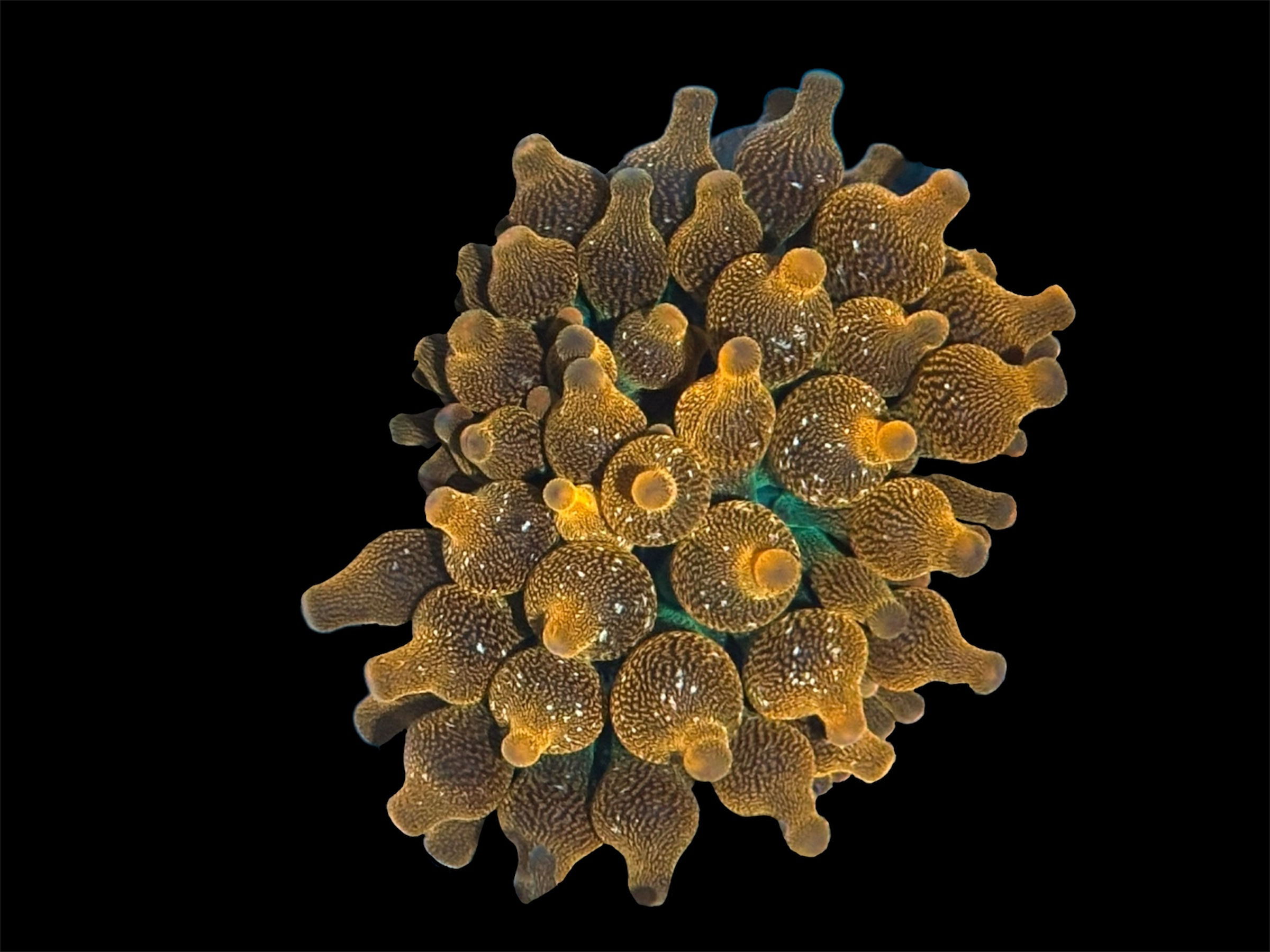 Rainbow Bubble Tip Anemone