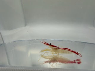 Thumbnail: Cleaner Shrimp
