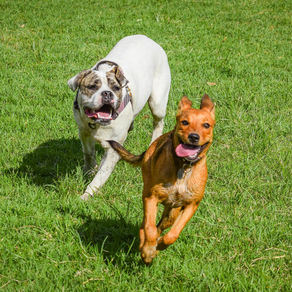 De spelregels van honden: Alles wat je moet weten over honden spelgedrag