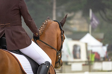 horses-g6ac53e7f4_1920.jpg