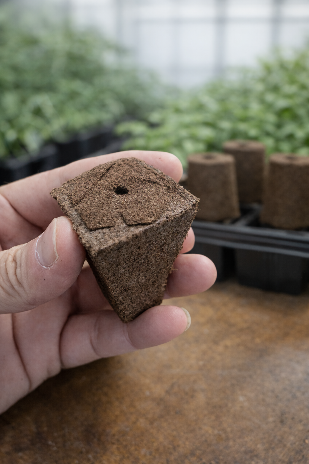 Coco Grow Plug – FGC-001