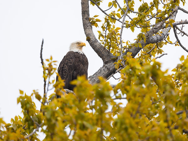 Bald Eagle in tree.jpg