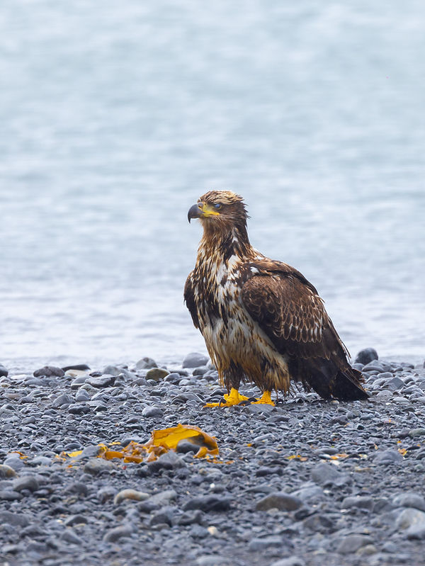 Young Eagle.jpg