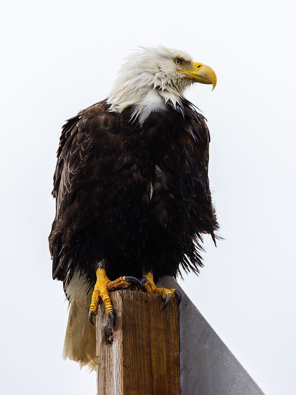 Bald Eagle on post.jpg