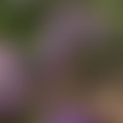 2020 NM Compliance Guide