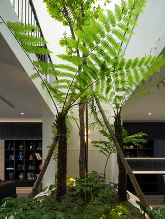 Cây dương sỉ trong nhà phong cách Biophilic nhà chị Loan Nguyễn