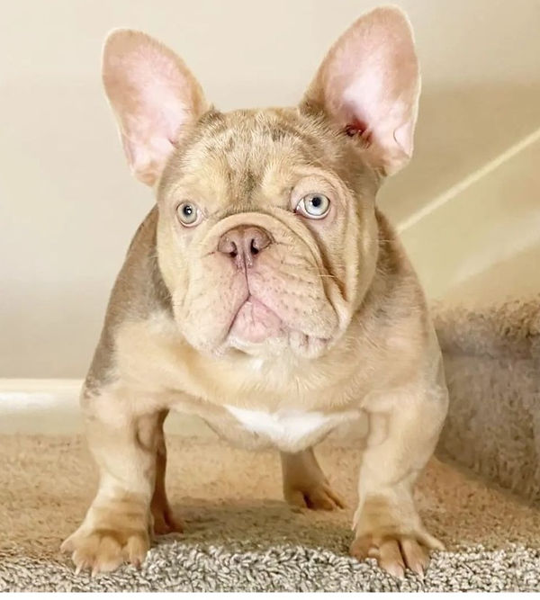 Viserys Stud dog pic