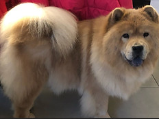 chien client