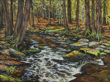 forest with a babbling creek running through