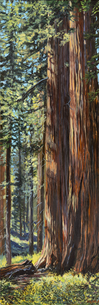 tall trees in a forest