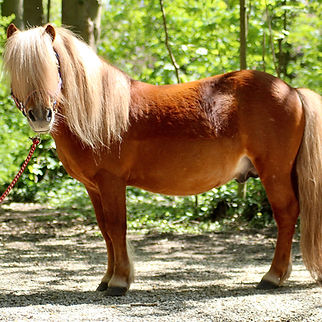 poneyavenir.png