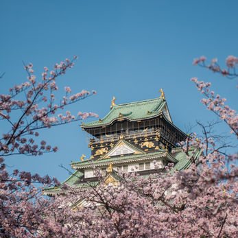 SAKURA MADE IN JAPAN.jpg