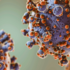 What Do We Know About Hantavirus