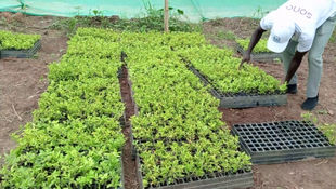 Ghana pilots first vitamin-rich Acerola plantation for economic and health benefits