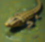 PEAU DU CROCODILE DU NIL.jpg
