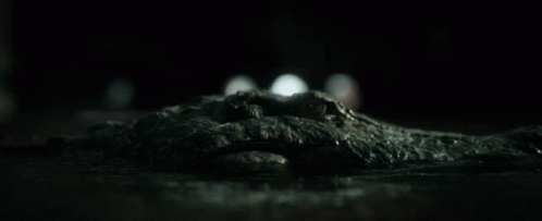 crocodile-alligator.gif