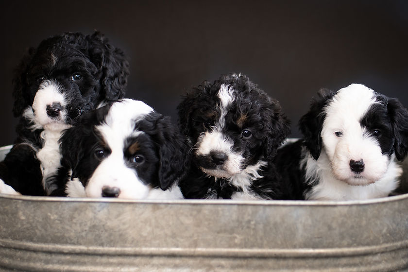 Healthy loveable bernedoodle puppies for sale near Pittsburgh