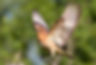 free bird.jpg