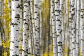 Birch tree