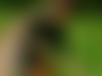 A person picking wild edibles