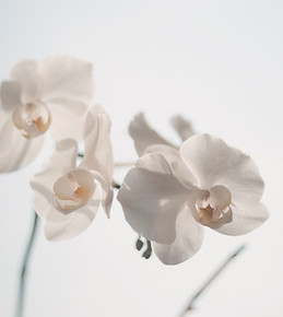 White Flowers