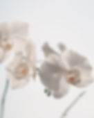 Weiße Blumen