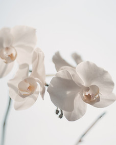 Weiße Blumen