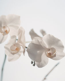 Weiße Blumen