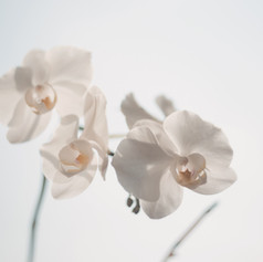 White Flowers