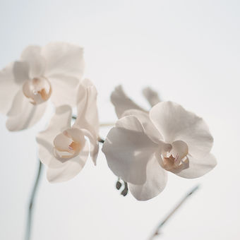 White Flowers