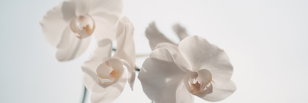 Flores blancas