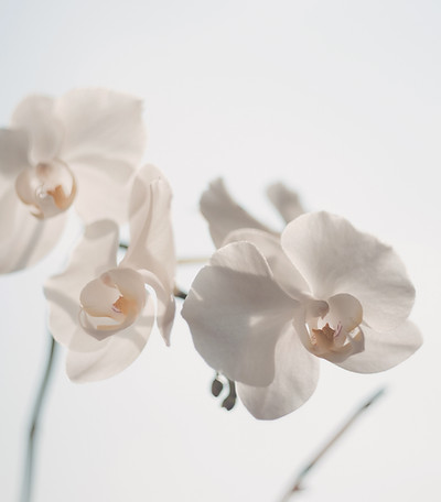 White Flowers