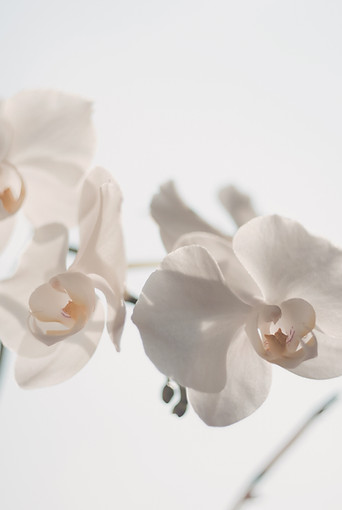 White Flowers